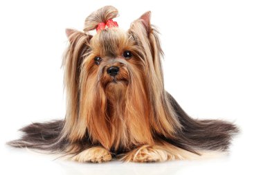 güzel yorkshire terrier üzerinde beyaz izole