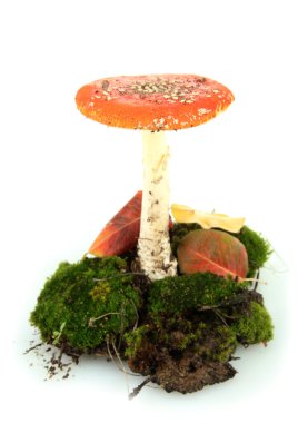 Kırmızı amanita üzerinde beyaz izole moss ile