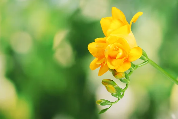 緑の背景の美しい黄色のフリージア — ストック写真