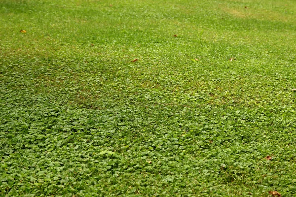 Зеленый газон крупным планом — стоковое фото