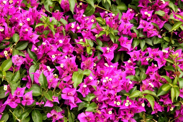 Bougainvillea fioletowy kwiat bliska — Zdjęcie stockowe