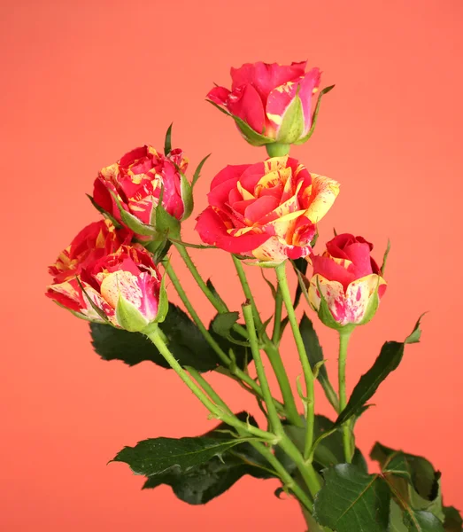 Belas rosas vermelho-amarelas no fundo vermelho close-up — Fotografia de Stock