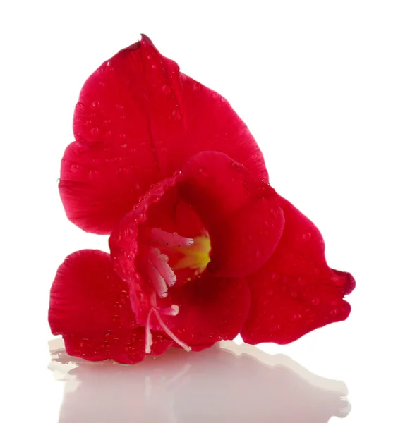 Vackra knopp av röda gladiolus isolerad på vit närbild — Stockfoto