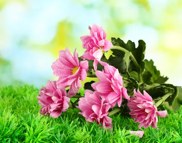 Ramo di bellissimi crisantemi su sfondo verde brillante primo piano — Foto Stock