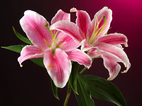 Красивая лилия, на розовом фоне — стоковое фото