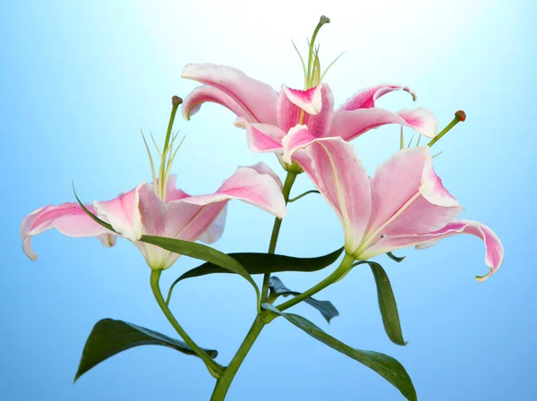 Vacker rosa lilja, på blå bakgrund — Stockfoto