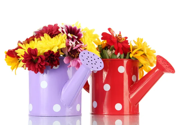 Beautiful summer flowers in watering cans, isolated on white — Stock Photo, Image