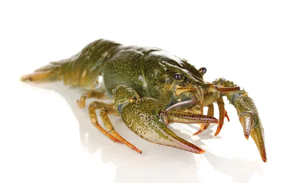 Alive crayfish isolated on white close-up — Stock Photo, Image