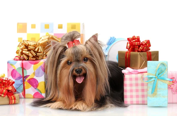 Beau terrier du yorkshire entouré de cadeaux isolés sur blanc — Photo