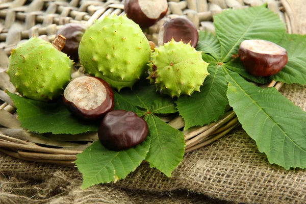 Chestnuts with leaves on burlap background — Stock Photo, Image