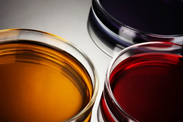 Petri-csészékben szürke háttér szín folyadék — Stock Fotó