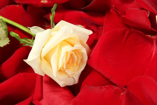 Hermosa rosa crema sobre fondo de pétalos de rosa roja —  Fotos de Stock