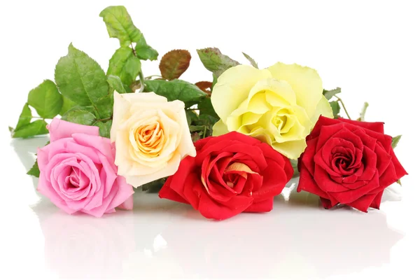 Piękne róże kolorowy na białym tle — Zdjęcie stockowe