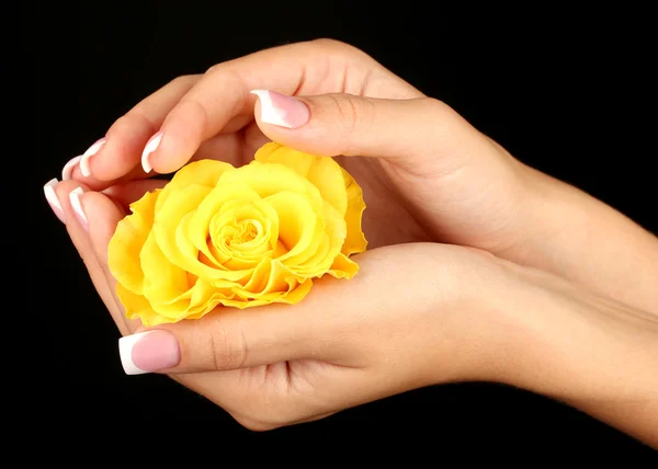 Yellow rose with woman's hands on black background — Stock Photo, Image