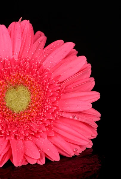 Rosa Gerbera mit Tropfen isoliert auf schwarz — Stockfoto