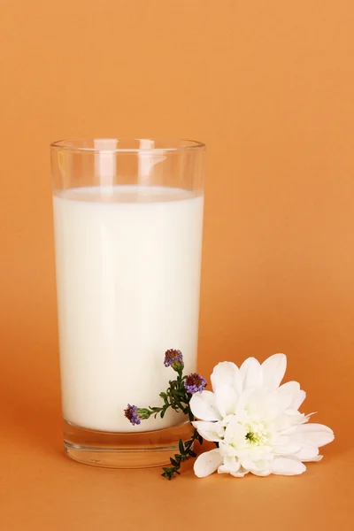 茶色の背景に白い花と新鮮な新しいミルクのガラス — ストック写真