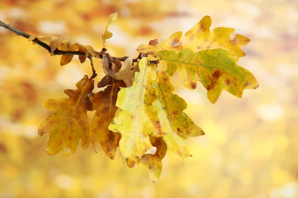 Ramita de roble con hojas de otoño, sobre fondo amarillo —  Fotos de Stock