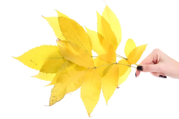 Bright autumn leaves, isolated on white — Stock Photo, Image