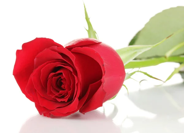 Red rose isolated on white — Stock Photo, Image