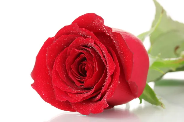 Beautiful red rose isolated on white — Stock Photo, Image