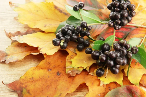 Φωτεινό Φθινοπωρινά φύλλα και Άγρια μούρα, σε ξύλινο φόντο — Φωτογραφία Αρχείου