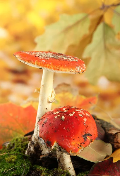 Amanitas rouges avec mousse, sur fond jaune automne — Photo