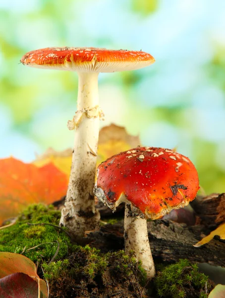 Red amanitas with moss, on green background — Stock Photo, Image