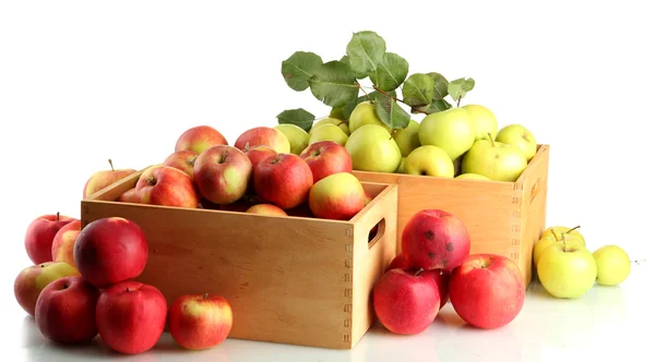 Соковиті яблука з зеленим листям в дерев'яних ящиках, ізольовані на білому — стокове фото