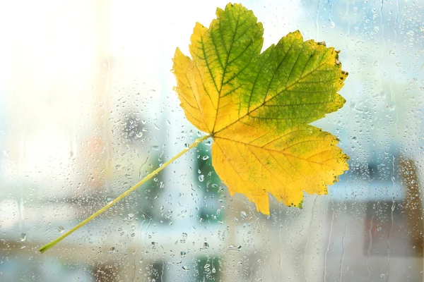 Autumn maple leaf on glass with natural water drops — Stock Photo, Image