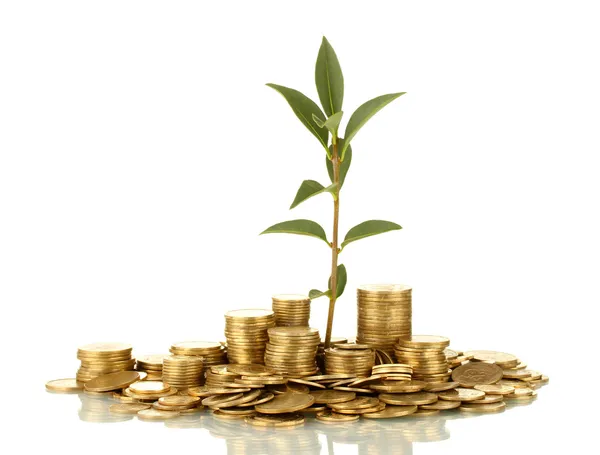 Plant growing out of gold coins isolated on white — Stock Image Plant growing out of gold coins isolated on white Stock Picture