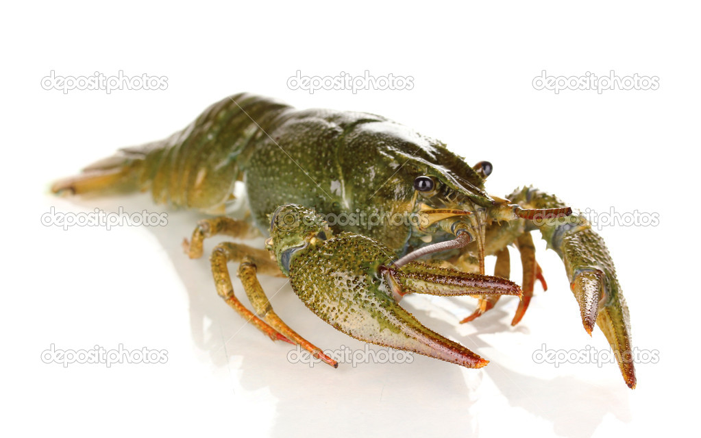 Alive crayfish isolated on white close-up — Stock Photo