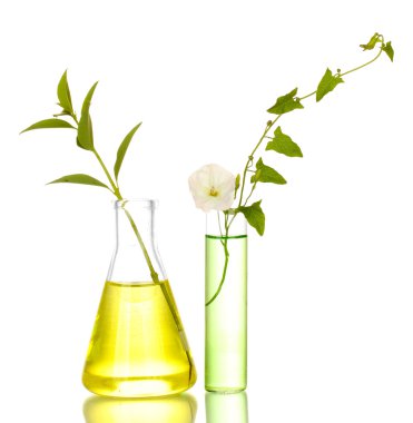 test tüpleri ile renkli çözüm ve beyaz yakın çekim izole bitki