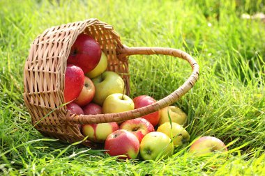 Bahçe Yeşil çimenlerin üzerinde olgunlaşmış taze elma sepeti
