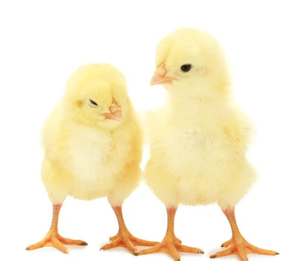 Deux petits poulets jaunes isolés sur le blanc — Photo