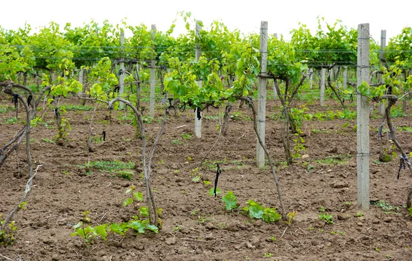 Fiatal vineyard — Stock Fotó