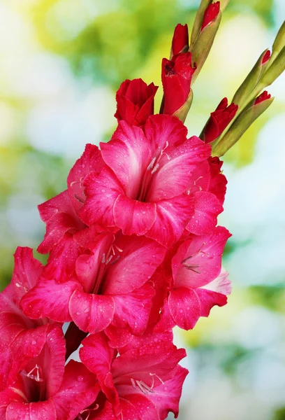Beautiful bouquet of pink gladioluses, on green background — Stock Photo, Image