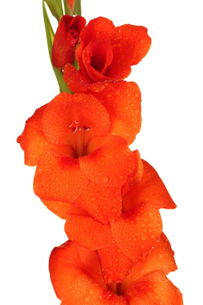 Gren av orange gladiolus på vit bakgrund närbild — Stockfoto
