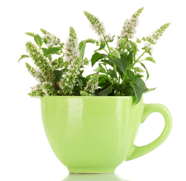 Frische Minze mit Blüten in Tasse, isoliert auf weiß — Stockfoto