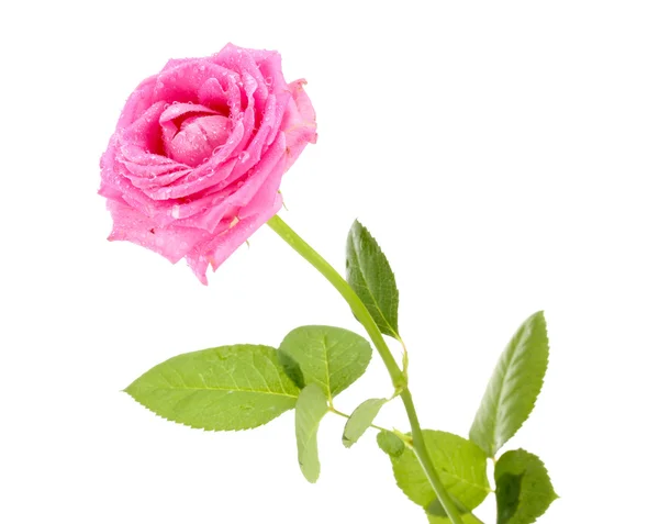 Pink rose with drops isolated on white — Stock Photo, Image