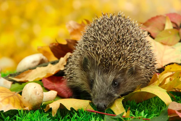 Hedgehog op herfst bladeren in bos — Stockfoto