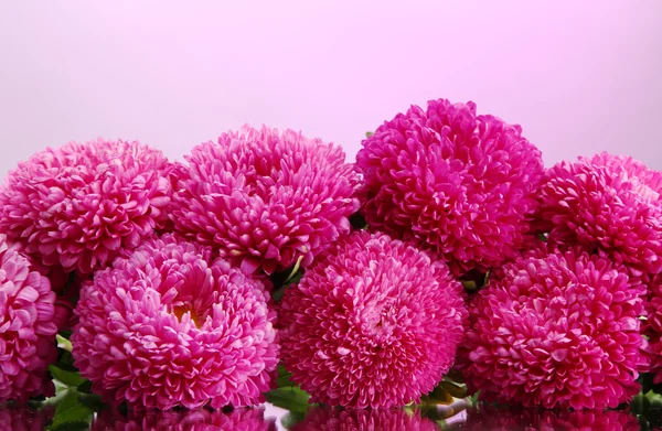 Bellissimi fiori di cervo, su sfondo rosa — Foto Stock