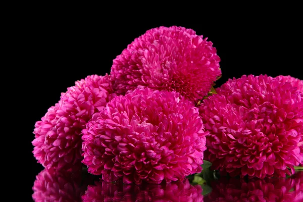 Beautiful aster flowers, on black background — Stock Photo, Image