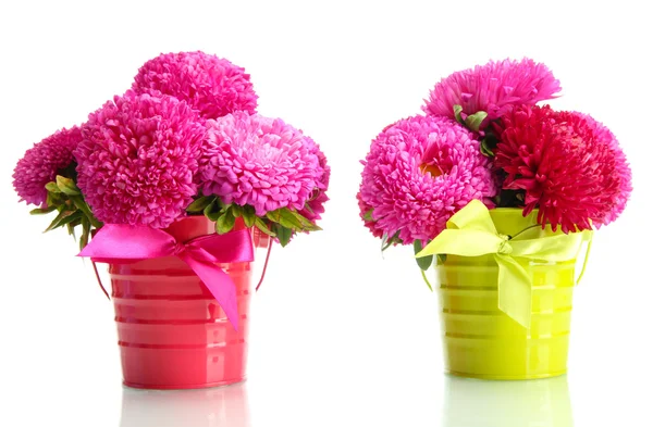 Pink aster flowers in pails, isolated on white — Stock Photo, Image