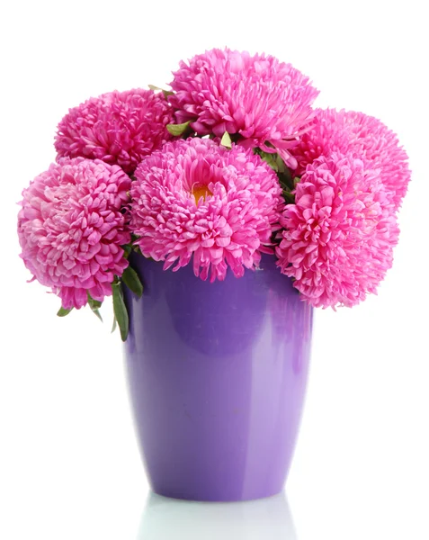 植木鉢、白で隔離されるでピンク色のアスターの花 — ストック写真