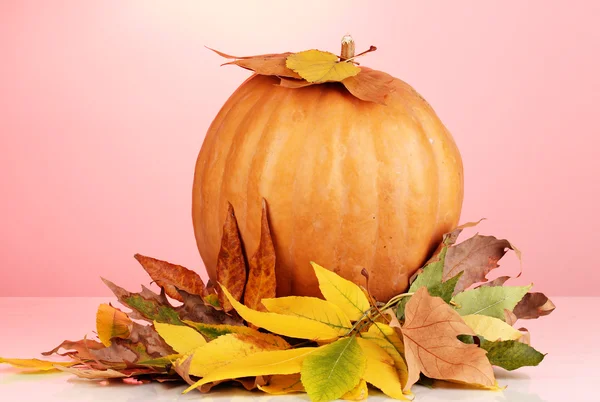 Ripe orange pumpkin with yellow autumn leaves on red background — Stock Photo, Image