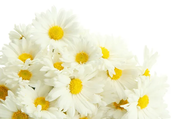 Букет красивых ромашки цветы, изолированные на белом — стоковое фото