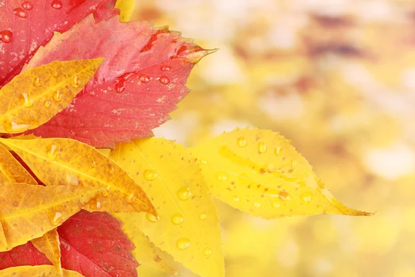 Leaves and rain drops — Stock Photo, Image