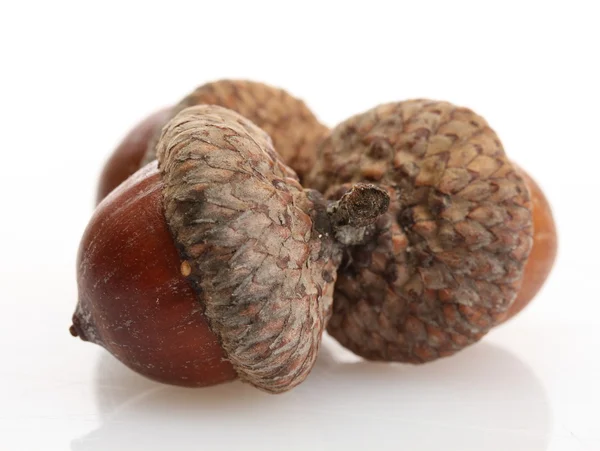 Brown acorns, isolated on white — Stock Photo, Image