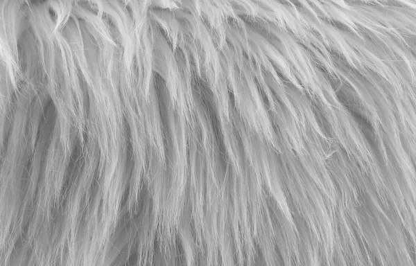 White fur texture, close-up.Useful as background — Stock Photo, Image