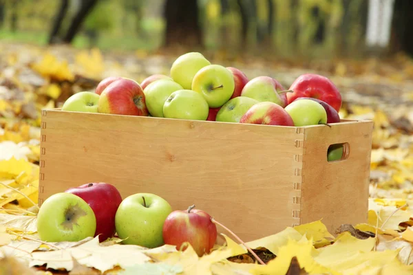 Cassa di mele mature fresche in giardino su foglie di autunno — Foto Stock